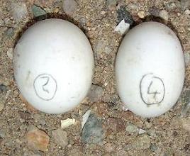 Schlupf13