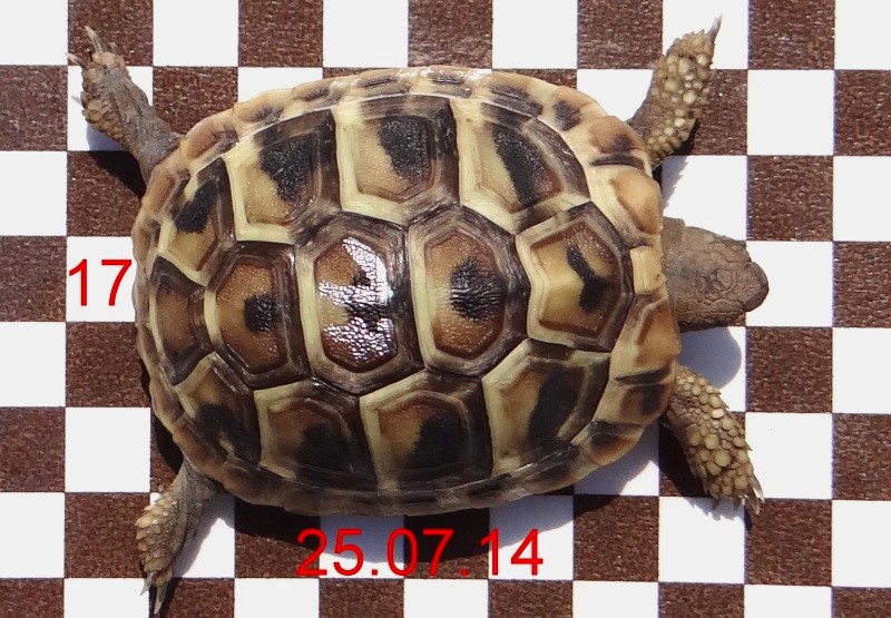 Tier 17 oben