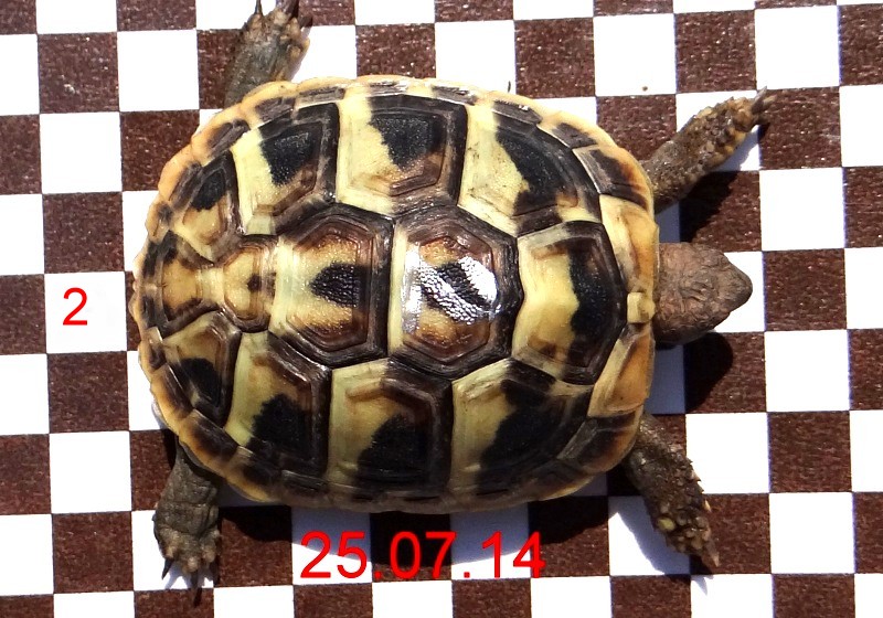 Tier 2 oben