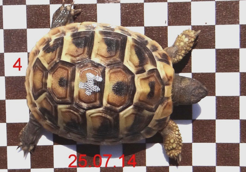 Tier 4 oben