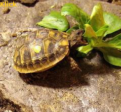 Feldsalat klein2
