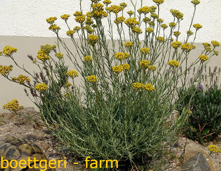 Mittelmeerstrohblume