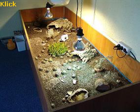 Terrarium noch nicht fertig eingerichtet klein