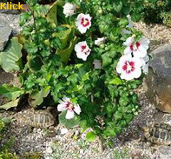 a_Hibiskus2