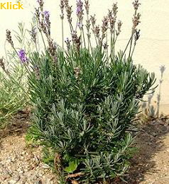 a_Lavendel2