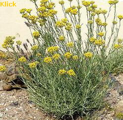 a_Mittelmeer_Strohblume2