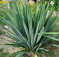 a_Yucca-Lilie2